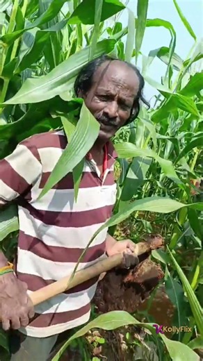 களத்தில் நானே இறங்கிட்டேன் விவசாயத்தில் இறங்கிய நடிகர் முத்துக்காளை !