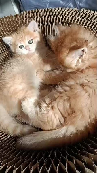 Adorable Kittens Playing: Pure Happiness & Softness