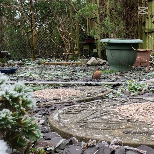 Chaffinch in the Garden