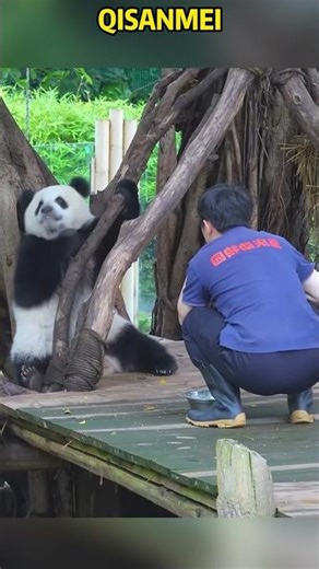 三妹真是个小熊精，知道卡树杈，根本收不回 #panda #redpanda夕消 #animals #redpanda夕消 #上野パンダ #funny #cutepanda #cute #pets