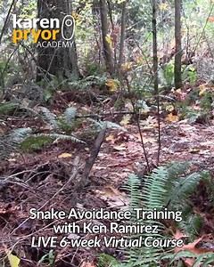 122 reactions · 39 shares | Join us for Snake Avoidance Training LIVE with Ken Ramirez, a six-week LIVE virtual class! Learn life-saving skills for your dog using Ken's proven, go-to, positive reinforcement protocol for teaching dogs to detect, indicate, and avoid snakes, as well as other environmental dangers and critters. Limited spots are available: https://bit.ly/3qqLnvp | Karen Pryor Academy | Facebook