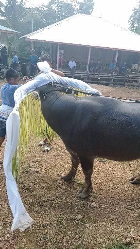 Kerbau Jantan Pengantar Jenazah #budaya #tradisi #sumba #culture | Agst Kalegotana