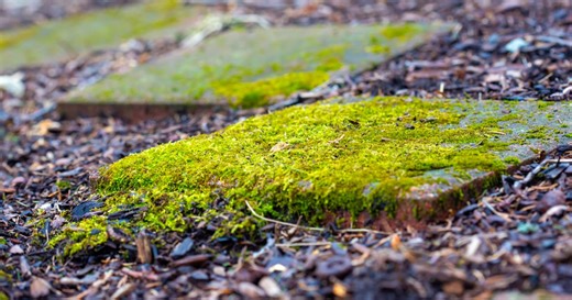 Im Garten: So bekämpfen Sie Moos mit Nudelwasser