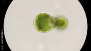 the beginning of the division of algae chlorella under a microscope