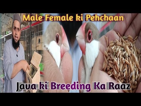 Complete Information Of Java | Breeding Guide | Nesting Material #petsbysbz #hobby #passion