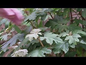 Learn from Graham Ross about the range of Oak Leaf Hydrangea.