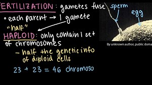 Sexual reproduction and genetic variation
