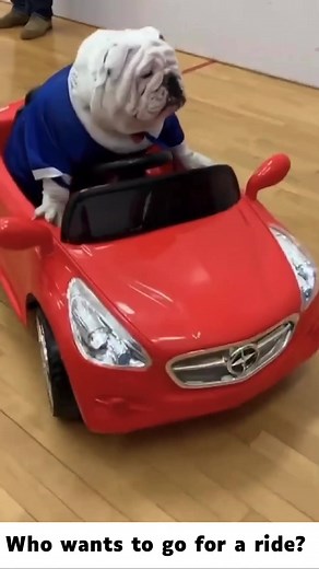 Dog driving car! #bulldog #dogincar #animallove #lol #animals #funnypets #pet #nature #cute #funnyanimals #adorable #pets #animal #cutepetclub #adorableanimals #familyfriendly #socute #animalvideosforkids #kidfriendly #cuteanimals #cutepet #funnymemes #animalmemes #amusinganimals #trending #viral