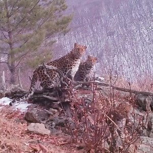 723K views · 10K reactions | Amazing camera trap footage of one of the rarest big cats on earth , an Amur Leopardess  with her 3 cubs .  Footage via @amurleo_land  Follow Us  @bigcatswildlife | Big Cats WildLife | Facebook