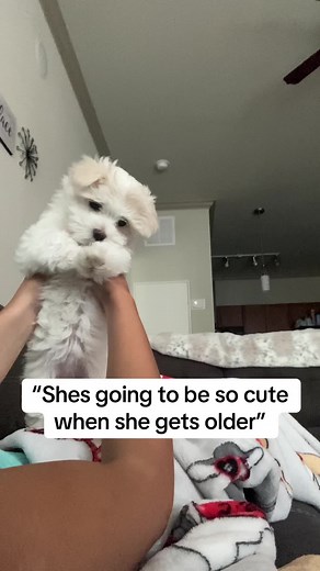 Adventures with My Maltese: A Heartwarming Dog Story