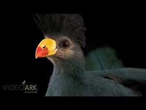 A female great blue turaco (Corythaeola cristata) named Bomba at the North Florida Wildlife Center.