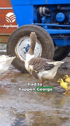 Suckler and sheep farmer John Dolan from Banagher, Co. Offaly has announced that local celebrity Concepta, his "record-breaking" laying Pomeranian goose, has welcomed her first clutch of 2026. | Agriland.ie