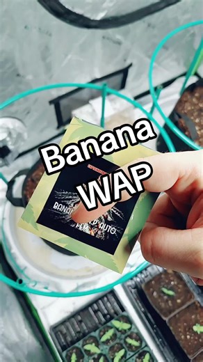 Cultivating Indoor Autoflowering Banana Plants