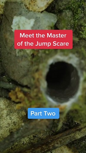 They’re very tiny - just the size of your pinky nail. 🕷️ #spider #turretspider #learnontiktok #science #deeplook