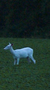 17K views · 577 reactions | Big bucks aren’t always the coolest thing you’ll see while scouting!!! #albino #deer #wildlife #scouting #vortexoptics | Driven with Pat & Nicole | Facebook