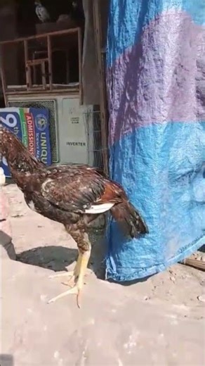 Aseel patha😈#mianwaliaseels #lakha#java#hera#ytshorts #1ksubscribers