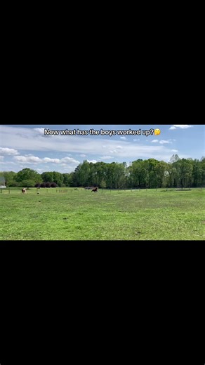 Here for a layover after brain surgery ✂️⚽️⚽️#horses #mini #ponderosahorsemanship