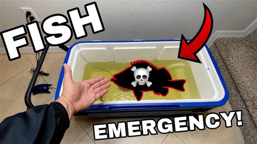 Amazing Fish Recovery After Near Death