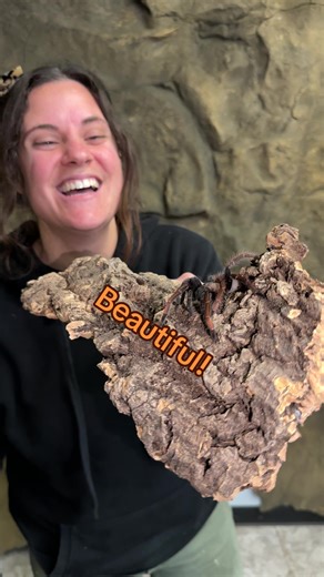 Bright fiery red and orange legs? And 8 of them?! 🤯 the exotic Sericopelma aka the Santa Catalina Tarantula! An absolutely gorgeous tarantula with a very unique set of vibrant colors 🌈 originally from Panama these guys and gals are normally pretty docile except for this one 😅 these guys like insects and crickets 🦗 anyway, thought I would show them to you guys!