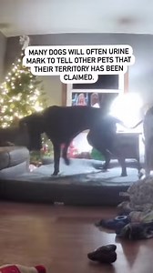 298K views · 724 reactions | Because your dog deserves a REAL bed. ✅ Loved by big dogs. Trusted by vets.  Clinically proven 磊 10-year warranty  Made in the USA ⚡ Ships in 2 days Get yours here ----> https://bigbarker.com | Barker Dog Beds | Facebook