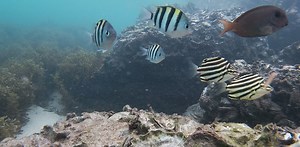 As oceans warm, tropical fish are moving south. New friendships may be helping them survive