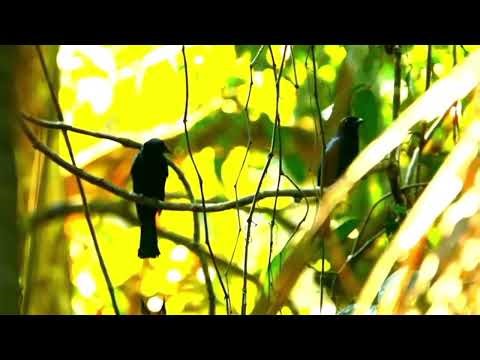 Master Mimic Bird 🐦 Forest Drongo Sounds