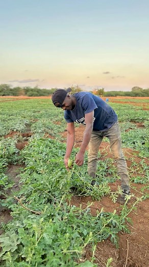 Watermelon farming success starts at germination. Good germination is your first step toward profit. If you want a strong harvest, you need a strong start. Here are key tips to get it right from day one. | Farm With Fred