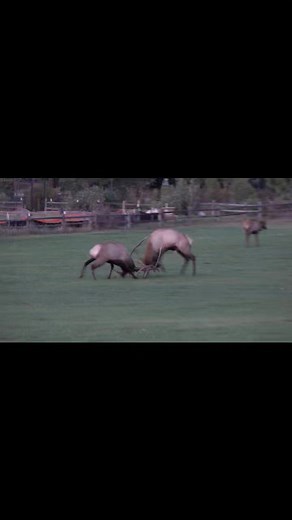 Epic Elk Battle on a Golf Course in Estes Park Colorado. #elk #elkrut #elkbattle #bullelk #colorado #coloradowildlife #coloradoelk #foryou #viralvideo | Colorado Adventures