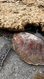 23K views · 619 reactions | sleeping sea turtle in a tide pool.. youngbloods.co | Brodiemoss | Facebook
