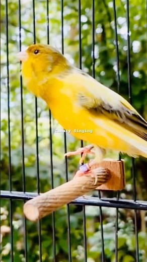 Classical Music For Canary Birds | Canary Singing Training Male | Canary Chirping Sounds #طيور