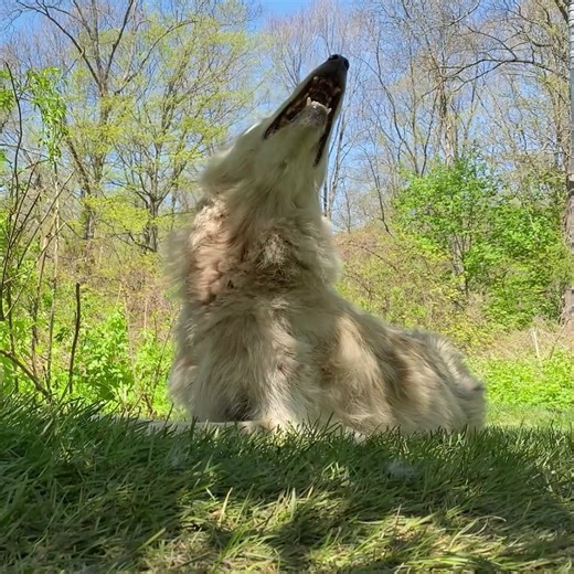 51K views · 4.7K reactions | Your moment of beauty. We miss you, Alawa ❤️ | Wolf Conservation Center | Facebook