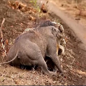 Wildlife activities #WildlifeGeography#wildlifephotography | Animals Geography