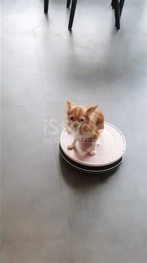 Dogs vs Vacuums: The TRUTH