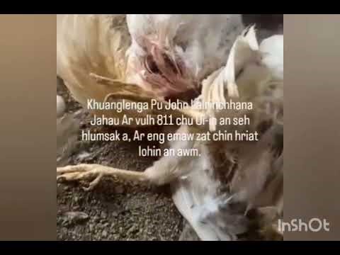 Khuangleng khaw pa Ar vulh,Uiin a seh sak vek.?😥