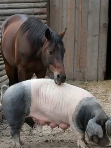 The Stable's Secret More Than Meets the Eye 🐎👁️ Think you know what happens in the stables at night? Think again. 🐎🌙 This secret has been hidden for years, and it's time to reveal the truth. What do you see? 👀. . #StableSecrets #AnimalMysteries #KaramZoo #NatureIsStrange #Unveiled