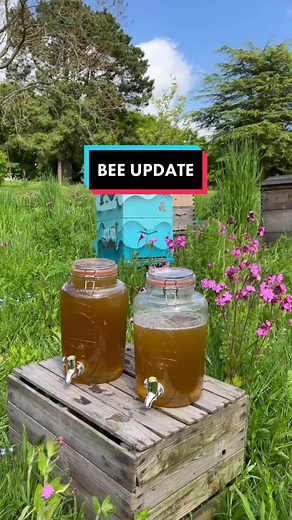 Beekeeping Update: Swarming Bees and Honey Harvesting