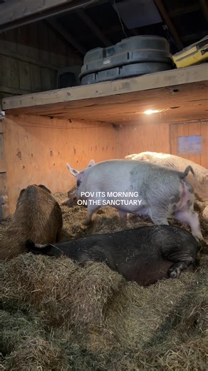 Excited Pigs Ready for Breakfast at the Sanctuary