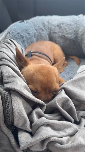 7.3K views · 429 reactions | Milton the chihuahua snoring  #dog #doglover #pets #chihuahua #chihuahualove | miltonnkez | Facebook