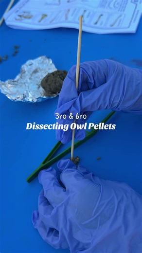 Today’s homeschool lesson had us dissecting owl pellets. We’ve been studying owls all week. Learning fun facts, reading about them, and watching educational videos about owl pellets. Knowing this nature study would lead to a real dissection activity, I was so excited to finally bring this out for the kids! It turned into one of our favorite hands on learning experiences yet. Our 3 year old and 6 year old were fully engaged and did an amazing job. Our little learners have become so great at follo