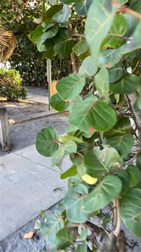 #ocean #beach #relaxing #holiday #walking #meditation | Mon Pi | Facebook