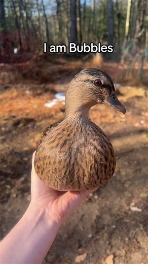Spot the Difference Challenge: Identical Ducks