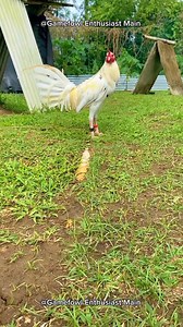 5.5K views · 176 reactions | Setting Up Your Breeding Facilities #gamefowleducation #poultrycaretips #responsiblebreeding | Gamefowl Enthusiast | Facebook