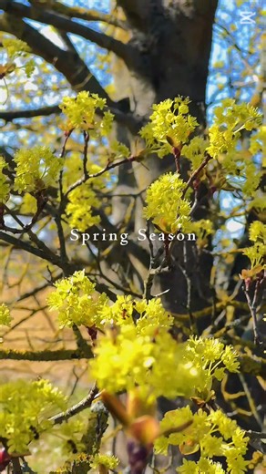 #creatorsearchinsights #germany #spring #nature #beautyofnature