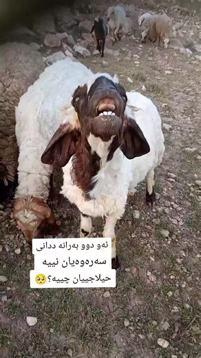 باشترین دکتۆرمان بۆ چارەسەرکردنی ددانییان