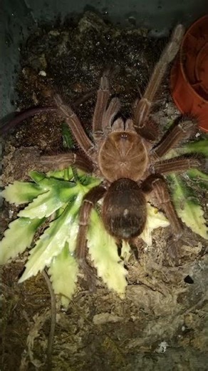 Our Theraphosa apophysis (Pinkfoot Goliath) tarantula looking good...#nature #animals