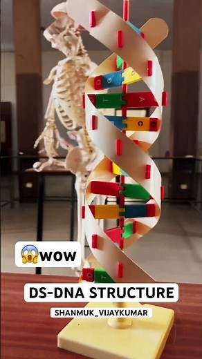 Ds-DNA STRUCTURE #dna #dsdna #biochemistry #nucleotides #nucleosides #medico #doctor #medical