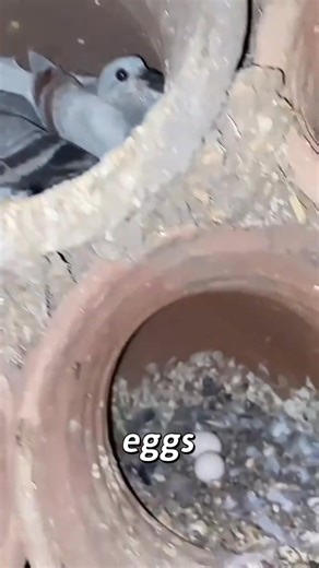 310K views · 3.4K reactions | Building In Egypt #fyp #millionviews #trending #diy #hack #tips #tipsandtricks #tricks #hacks #usa #uk #russia #ElSalvador #brazil #europe #arabic #uae #america #asian #fifa #canada #australia #france #germany #China #japan #italy #england #mauritius #phillipinesreels | Life Hacks | Facebook