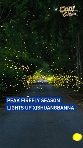 Peak firefly season lights up Xishuangbanna #coolchina