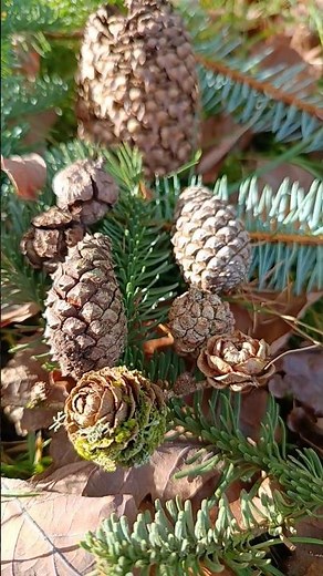 Checking out the conifers growing in Snowdonia #trees #conifers #cones