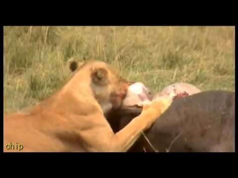 Lion eating wildebeest eggs